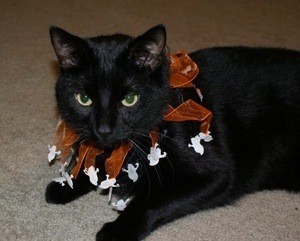 Oliver The Cat