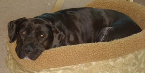 Paige (Lab Mix)