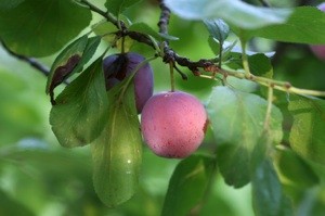 Plums Falling Before They Are Ripe