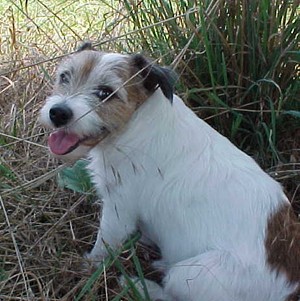 Skippy (Jack Russell)