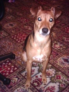 What Breed is My Dog?