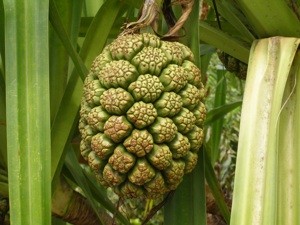 What is This Plant?