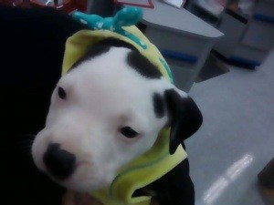 Pit Bull Puppy Keeps Biting Us
