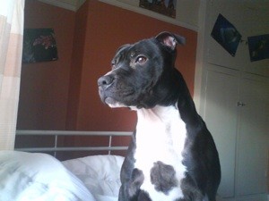 What Breed is My Dog?