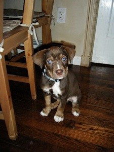 What Breed is My Dog?