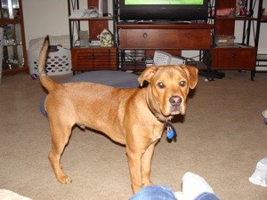 What Breed is My Dog? (Ridgeback?)