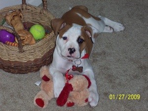 Dealing with a Hyper Puppy