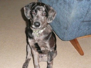 What Breed is My Dog?
