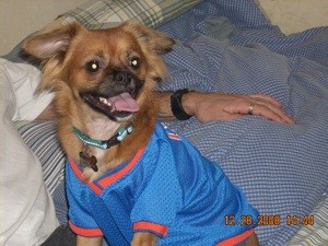 What Breed is My Dog?