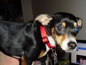 What Breed is My Dog?