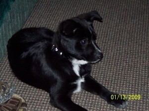 What Breed is My Dog?