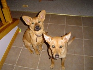 What Breed is My Dog?
