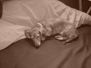 Long Haired Dachshund