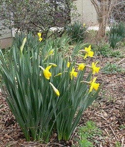 Transplanting Daffodil Bulbs