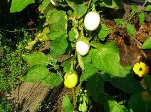 Growing an Easter Egg Plant