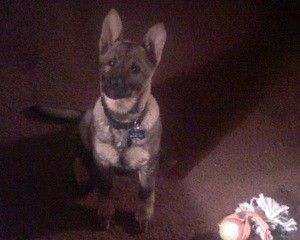 What Breed is My Dog?