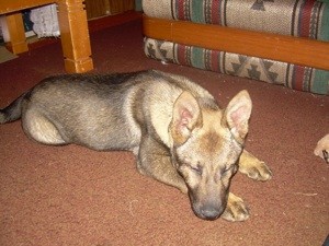 German Shepherd Puppy is Becoming Aggressive