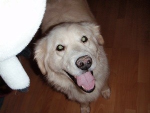 What Breed is My Dog?