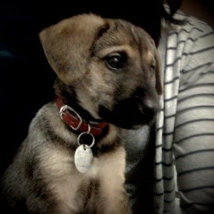 What Breed is My Dog?
