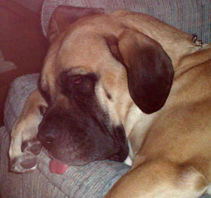 Jury (English Mastiff)