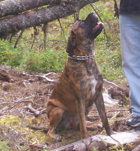 Justice (English Mastiff)