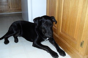 What Breed is My Dog?