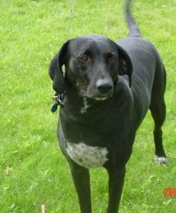 What Breed is My Dog?