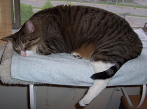 Max (Tabby)