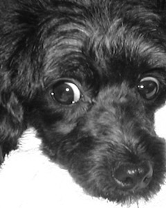 Mickey (Toy Poodle)