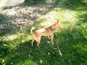What Breed is My Dog?