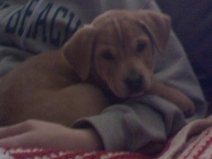 Puppy is Having Stomach Spasms