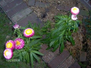What is This Plant?