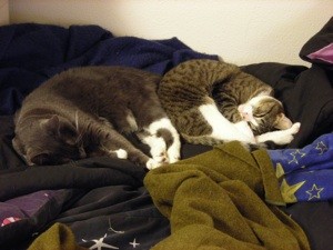 Cats Attitudes Have Changed