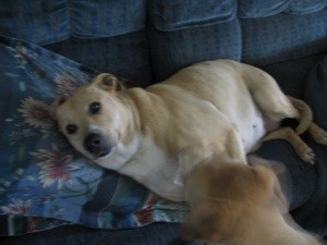 Dog is Acting Strange Since Taking Rimadyl