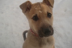 What Breed is My Dog?