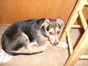 What Breed is My Dog?