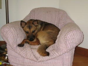 What Breed is My Dog?