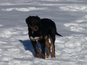 What Breed is My Dog?