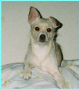 Mr. Spugsley (Cairn Terrier/Chihuahua Mix)