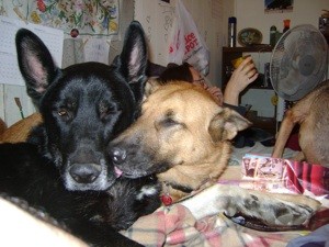 Communicating with Pets