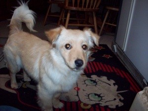 What Breed is My Dog?