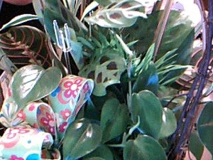 What is This Plant?