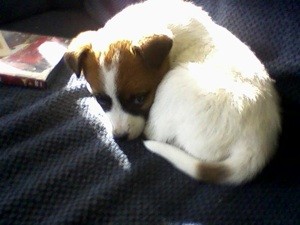 What Breed is My Dog?
