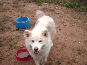 What Breed is My Dog?