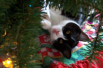 Abby and the Tree