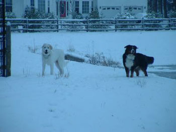 Bernie (Bernese Mountain Dog) and Wilson (Great Pyrenees)