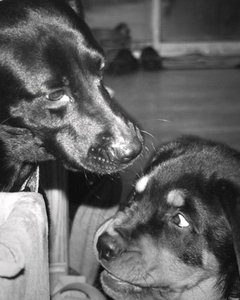 Dolly and Dutch (Lab and Rottweiler