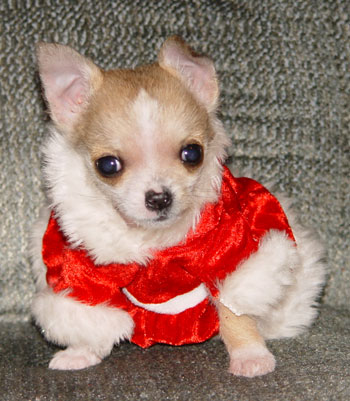 Doodlebug (Chihuahua)