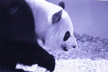 Giant Panda