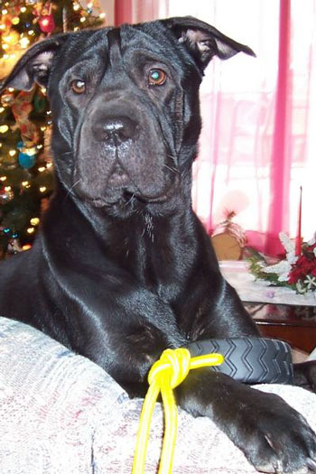 Holiday Dog
